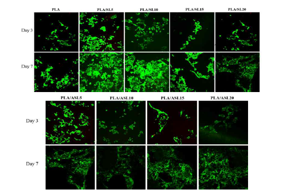 Confocal image 측정에 의한 H2O2 처리한 HCT-15 세포의 in vitro 항상화 활성 효과