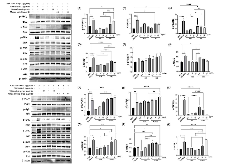 Activation of the PLCγ/Syk and mitogen-activated protein kinases(MAPK) signaling pathway by DNP-BSA in RBL-2H3 cell.