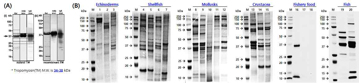 SDS–PAGE analysis of echinoderms, shellfish, crustacean, fishery food, fish and mollusks species extracts.