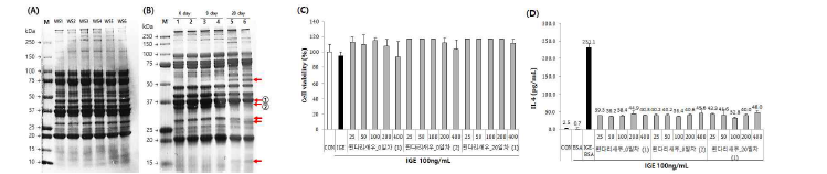 SDS–PAGE analysis of raw protein extracts of whiteleg shrimp meat during storage in 4°C.