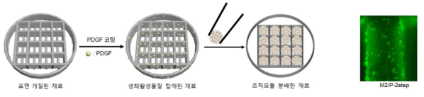 혈관화 유도 골 조직 모사 재료 제작 및 PDGF 결합의 안정성 검증