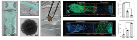 In vitro 상에서 골 조직모듈과 연골 조직모듈 간의 연결성 평가