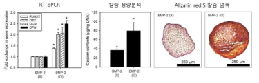 스페로이드형 조직모듈의 in vitro 골 분화 효율 평가