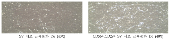 Representative photographs showing for 6 days myogenic differentiated stromal vascular (SV) cells and FACS sorted cells