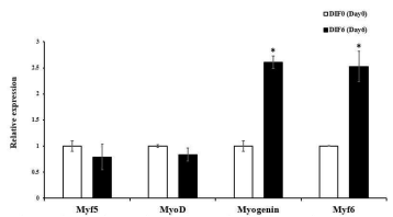 mRNA expression of target genes in sorted SV cells before and after myogenic differentiation. * p < 0.05