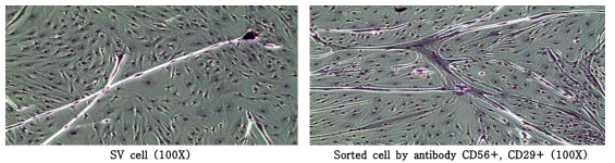 Representative photographs showing May–Grünwaldand Giemsa stained 6 days differentiated Stromal vascular (SV) cells