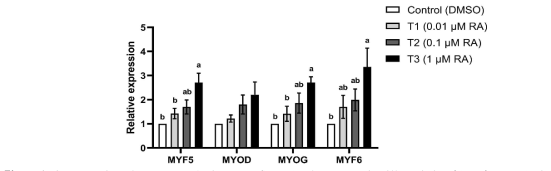 Expression of target mRNAs in sorted SV cells after myogenic differentiation (day 6) treated with all-trans retinoic acid during the differentiation stage. SV cells were treated with control: DMSO, T1: 0.01 μM RA, T2: 0.1 μM RA, T3: 1 μM RA. a-b Means in the same row with different letter differ significantly