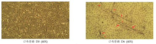 Representative photographs showing May-GruÈnwald and Giemsa stained for 6 days myogenic differentiated stromal vascular (SV) cells