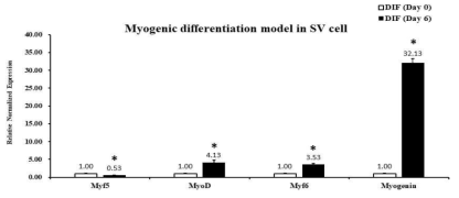 mRNA expression of target genes in SV cells before and after myogenic differentiation. * p < 0.05