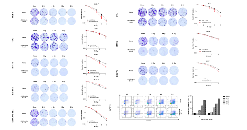 레독스활성약물 멜라토닌(Melatonin)에 의한 인간/마우스 유방암세포주의 방사선 감작 효과 스크리닝 결과