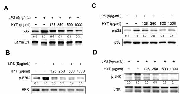 A549 세포에 HYT 선처리 후, 6시간 동안 LPS를 처리하여 염증을 유발한 모델에서의 MAPK 및 NF-κB pathway 변화를 확 인함. 그 결과, HYT은 p38, ERK, JNK의 인산화를 억제하고 NF-κB P65의 핵전좌 억제하며 MAPK 및 NF-κB pathway에 영향을 미치는 것으로 확인.