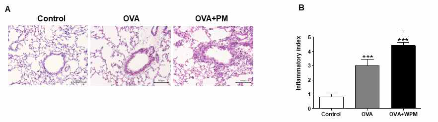 기존의 천식 모델 마우스에 추가적으로, water-soluble PM2.5 (WPM) 노출 시 폐에 미치는 영향을 폐 조직의 H&E staining을 통해 확인하였음. 그 결과, OVA + WPM 자극의 조합은 OVA 단독과 비교하여 기관지 및 혈관 주위 병변에 서 염증세포의 침윤을 악화시켰다. 따라서, 조직병리학적 검사를 통해 WPM이 기존에 OVA로 유도한 천식모델에 폐의 염증 반응을 악화시키는 것을 다시 확인하였음.