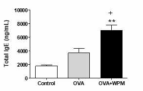 기존의 천식 모델 마우스에 추가적으로, water-soluble PM2.5 (WPM) 노출 시 전신 알레르기 반응에 미치는 영향을 혈청의 Immunoglobulin E 수치를 조사하였음. 그 결과, OVA 마우스보다 OVA + WPM 자극의 조합은 total IgE의 수치를 현저하게 증대시켰음. 따라서 WPM은 기존의 알레르기 천식을 악화시킴을 확인하였음.