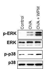 기존의 천식 모델 마우스에 추가적으로, water-soluble PM2.5 (WPM) 노출 시 악화되는 폐의 염증반응에 대한 기전을 확인하고자, 폐 조직에서 추출한 단백질을 이용하여 MAPK pathway를 분석하였음. 그 결과, ERK와 p38 의 인산화가 WPM에 의해 더 증대되었음을 확인함. 따라서, WPM에 의한 염증 반응은 MAPK pathway에 의해 많은 영향을 받는 것으로 사료됨.
