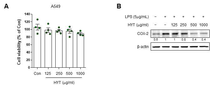 인간 유래 폐포상피세포인 A549 세포에 형개연교탕(HYT)을 농도별로 24시간 동안 처리하여 세포독성을 평가함. 그 결과, HYT는 1mg/mL 농도까지 세포독성이 없음 확인 (A). A549 세포에 HYT를 선처리 후, LPS (5㎍/mL)를 24시간동안 처리 하여 염증바이오마커인 COX-2의 단백질 발현량 변화를 확인함 (B). 결과, LPS 처리 시에 COX-2의 발현이 증가되었으며, HYT를 전처리 했을 시에 COX-2의 발현이 감소함을 확인함.
