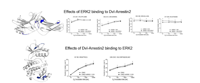 (a) ERK2가 pDvl-arrestin2 복합체에 결합함에 따른 arrestin2의 HDX 변화 (b) pDvl-arrestin2 복합체가 ERK2에 결합함에 따른 ERK2의 HDX 변화