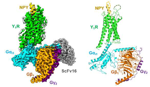 NPY-Y1R-Gi-scFv16 복합체의 cryo-EM map 과 복합체 모델 (scFV16은 나타내지 않음).