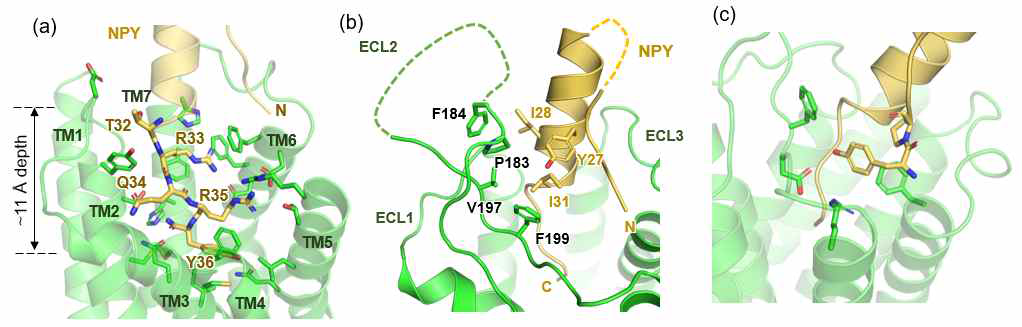 (a) NPY C-tail 상호작용 (b) NPY helix interaction (c) NPY N-tail 상호작용.