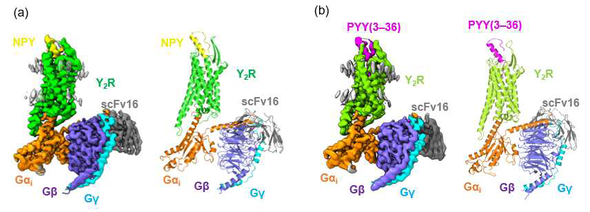 (a) NPY-Y2R-Gi 복합체의 EM map과 모델 (b) PYY(3-36)-Y2R-Gi 복합체의 EM map과 모델.