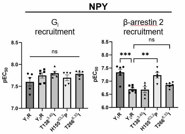 Y1R, Y2R, 그리고 3가지 Y2R 돌연변이에 대해 NPY 처리시, Gi와 beta-arrestin recruitment를 각각 BRET assay를 통해 측정하여 비교.