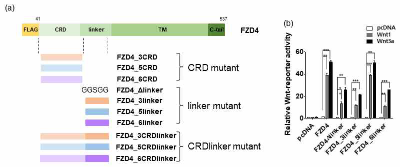(a) Fzd4의 linker swap mutant 디자인. (b) Fzd4와 linker mutant들에 대한 TopFlash assay 결과 linker가 canonical 신호전달에 관여함을 확인하였음.