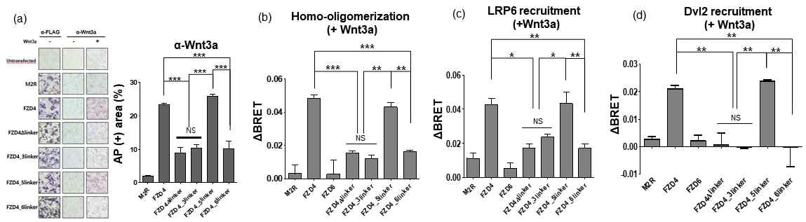 (a) AP staining assay (b, c, d) BRET assay를 통해 Wnt3 리간드 처리시 Fzd의 oligomerization, Fzd-LRP6, Fzd-Dvl 사이의 상호작용을 관찰하였음.