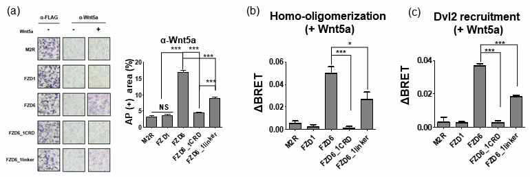 (a) AP staining assay (b, c) BRET assay를 통해 Wnt5a 리간드 처리시 Fzd의 oligomerization, Fzd-Dvl 사이의 상호작용을 관찰하였음.