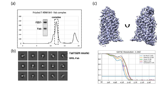 (a) FZD7-BRIL Fab complex의 SEC profile 및 SDS-PAGE. (b) Cryosparc을 이용하여 얻은 2D class average. (c) 3D refinement를 통해 얻은 FZD7 electron density map과 FSC curve.