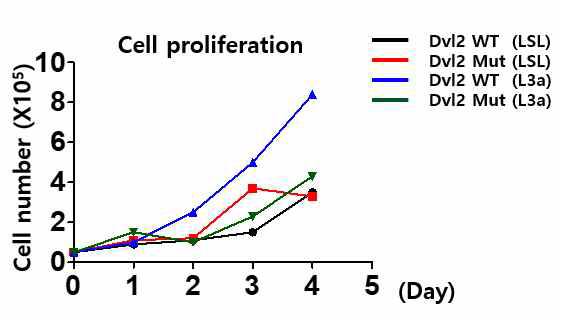 Dvl wild-type과 mutant에 대해 Wnt3a 처리에 따른 cell proliferation assay 결과.