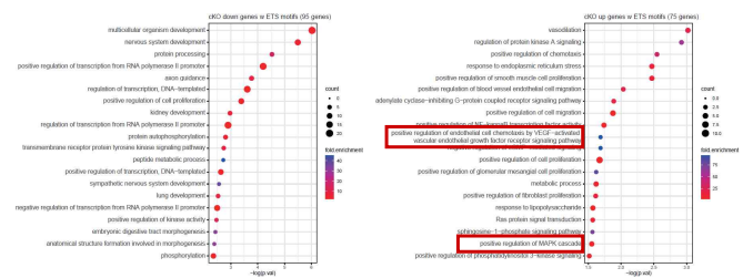 INO80 ChIP peak과 연관된 차등발현 유전자들에 대한 gene ontology 분석