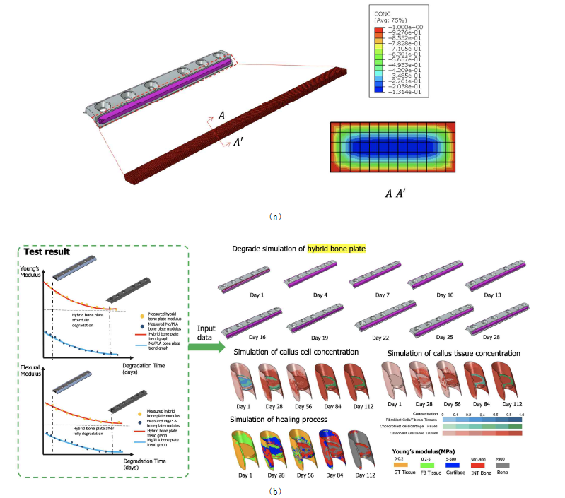 생분해 복합재료를 사용한 하이브리드 보철구의 PBS에서의 침지 조건에 따른 물성 변화와 치료 효율 시뮬레이션; (a) 생분해 복합재료 내 체액흡수 분포, (b) 체액 흡수에 따른 재료열화 및 골절치료 시뮬레이션.