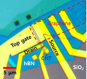 제작된 그래핀/탄소나노튜브 접합소자의 광학사진