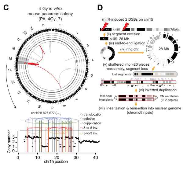 4 Gy 방사선 피폭 후 마우스 췌장 오가노이드에서 발생한 복잡구조 돌연변이의 예. 이는 방사선 피폭후 발생한 약 47 군데의 염색체 파괴 부위가 잘못 수복되어 발생한 형 태로 기존의 cytogenetic analysis로는 분석이 불가능한 형태임. 방사선 피폭 후 염색체 구 조변이의 하나로 ring formation이 제안되었고 상기의 경우 피폭 후 만들어진 ring chromosome이 불안정한 상태 이후 파괴되어 수복되는 과정에서 발생한 경우로 분류됨.
