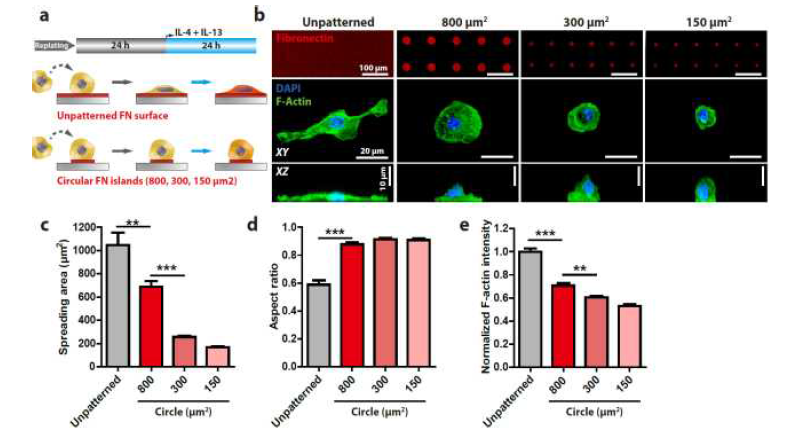 ECM 마이크로패터닝에 의한 대식 세포 퍼짐 텐션 및 형상 조절 유도