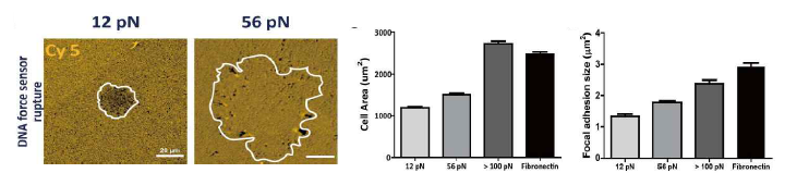 DNA를 통한 단분자력 변화가 세포외기질의 물리적 특성 변화에 반응
