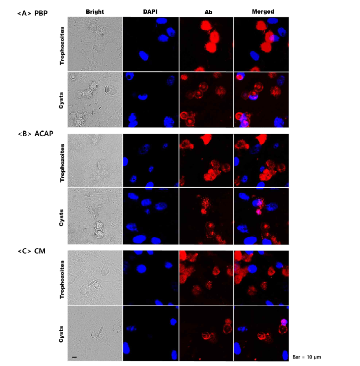 Immunocytochemistry 기법을 통해 검증된 항체(A~C)와 가시아메바의 특이적 반응