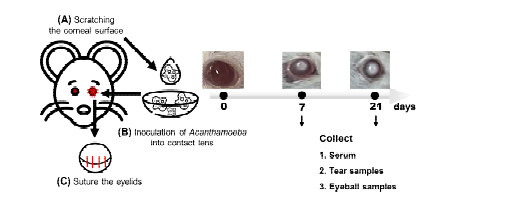 각막염 마우스 동물 모델 제작 실험의 개요