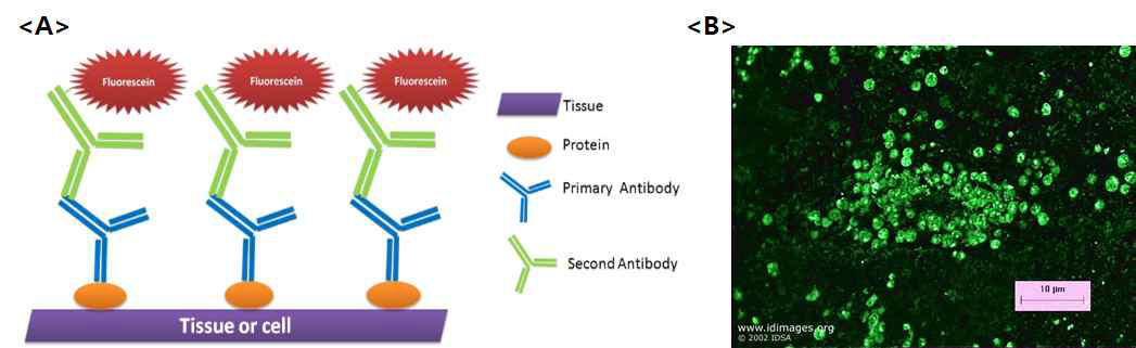 특이 항체를 이용한 면역 형광법의 원리(A) 및 조직에서 항원을 검출한 예(B)