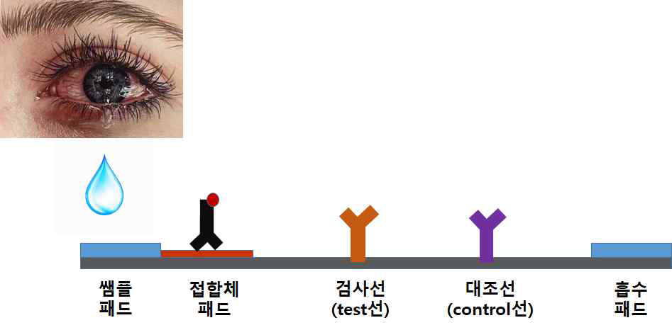 눈물 검체를 이용한 진단 검사 멤브레인의 모식도