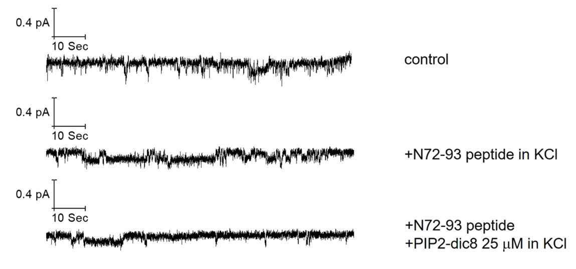 N 72-93 펩타이드 전처리 후 PIP2에 의한 KCNQ4 채널 런 다운 억제