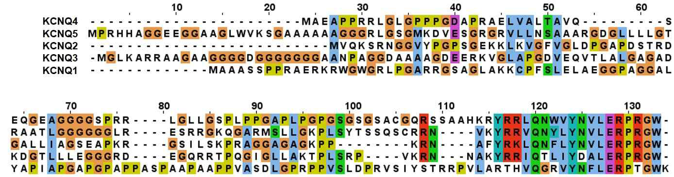 KCNQ 1-5 채널의 N-terminus 비교