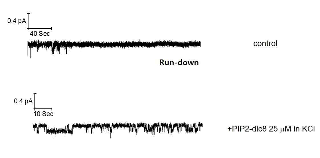 Inside-out 패치로 인한 KCNQ4 채널의 런다운에 대한 PIP2 의 효과