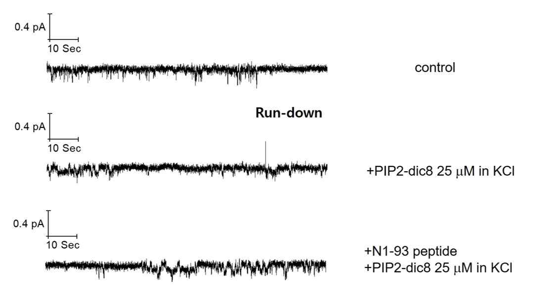 PIP2 전처리 후 N-terminus 전체의 펩타이드 에 의한 KCNQ4 채널 런다운 억제