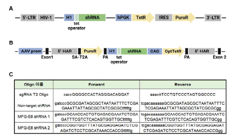 Lentiviral infection system과 CRISPR-Cas9을 이용한 유도성 MFG-e8 유전자 발현억제 시스템 및 세포주 구축