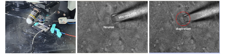 Single cell aspiration 기술을 통한 단일신경세포 분리