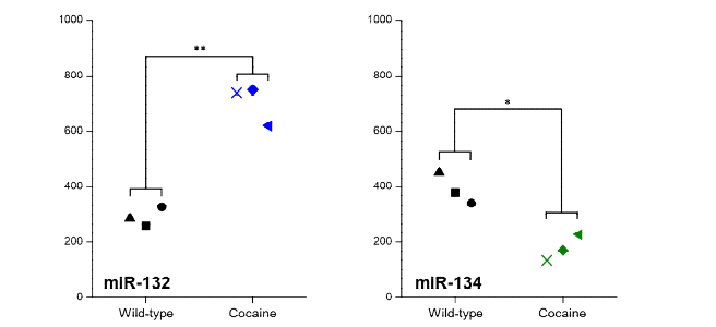 코카인 중독 마우스 모델에서의 단일세포 내 miR-132/miR-134 발현량 차이 분석