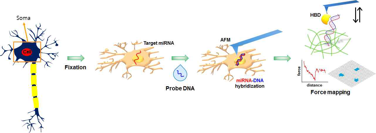 단일신경세포 내 마이크로 RNA 정량분석 및 고해상도 시각화 분석기술 모식도