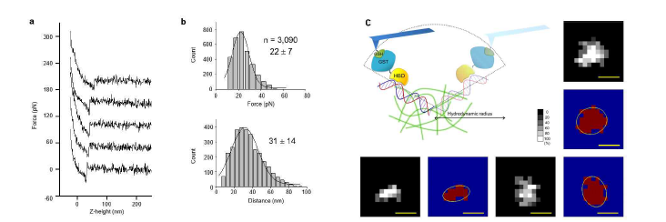 (a, b) HBD-miR-132/프로브 DNA 간 힘-거리 곡선 및 히스토그램, (c) HBD-miR-132/프로브 DNA 간 Hydrodynamic distance