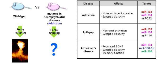 코카인 중독 마우스 모델에 따른 단일신경세포 내 마이크로 RNA 바이오마커 검증 모식도