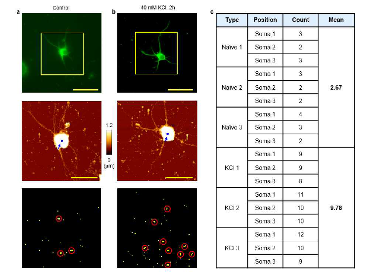 단일신경세포 Soma 영역에서의 miR-132 고해상도 시각화 a) Control, b) 40mM KCl KCl 처리 후, c) 총 miR-132 클러스터 수